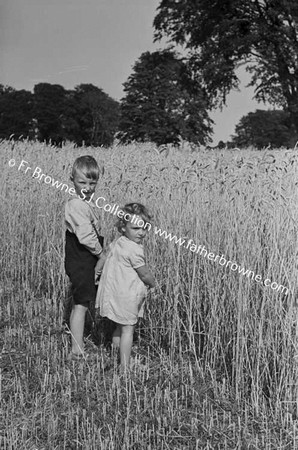 MACEVOY CHILDREN IN CORNFIELD